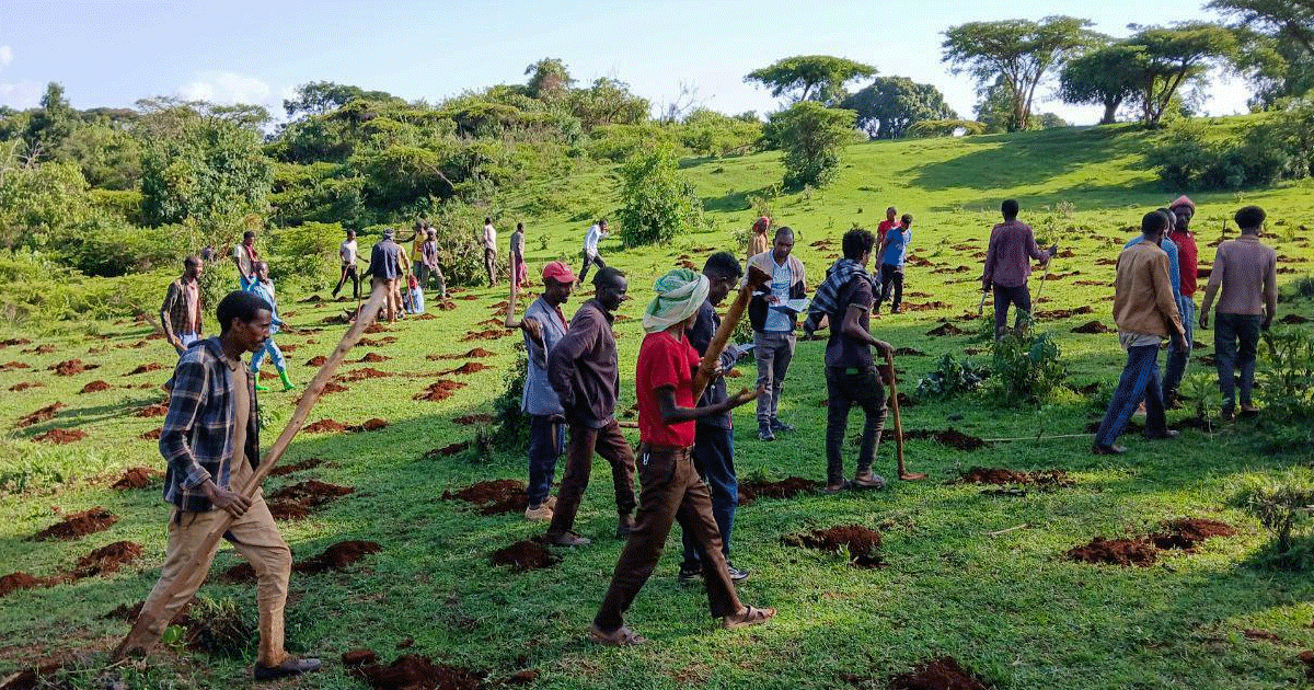 Guardians of the Green: How Communities Are Reviving Forests and Livelihoods
