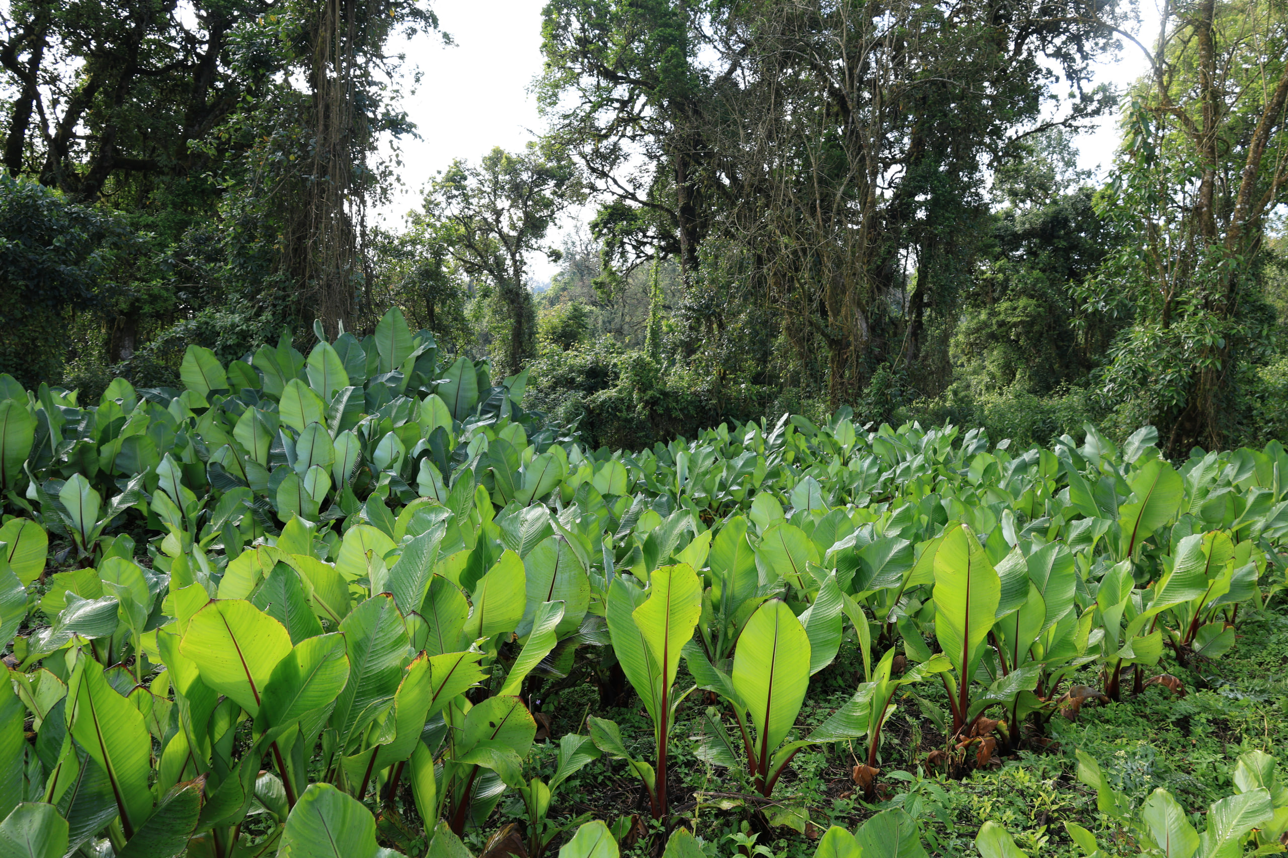 Building Bridges for Sustainable Growth in Sheka
