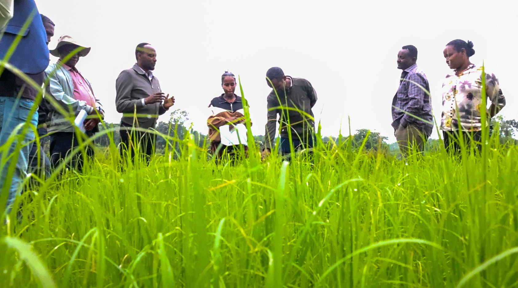 TRANSFORM Program Concludes Successful 3-Day Review on Soil Fertility Action Research in Jimma