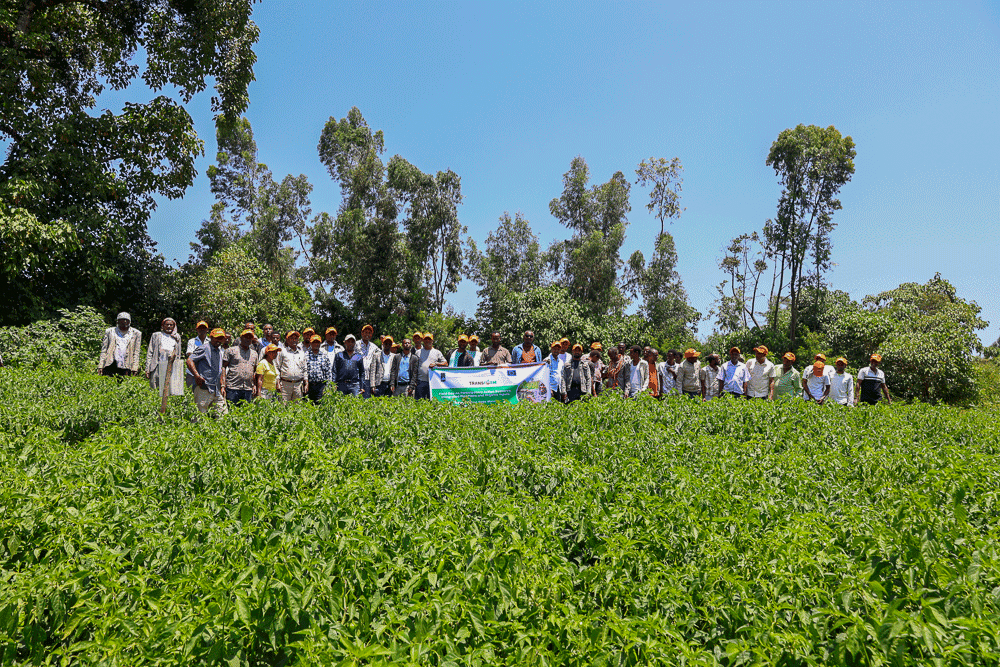 Farmers Lead the Way: Omo Nada Field Day Showcases Practical Soil Fertility Solutions